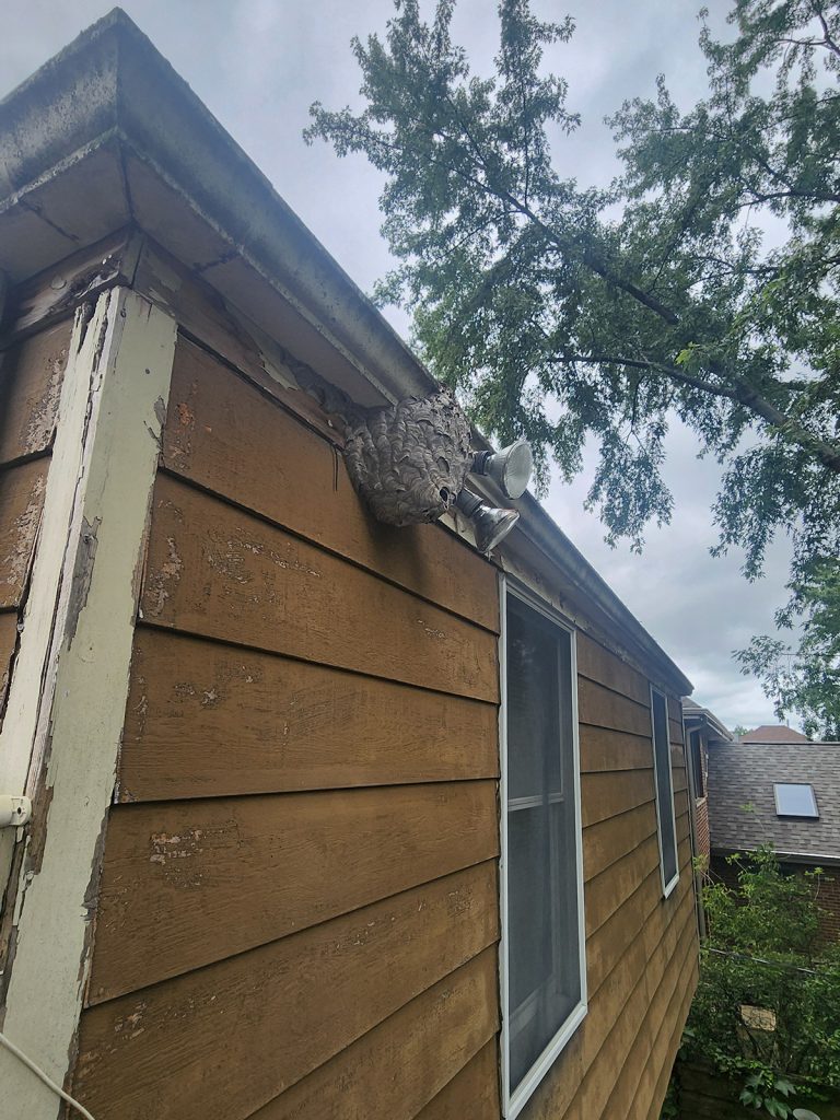Visible wasp or hornet nest under a roofline near an exterior light on a Chicago-area home