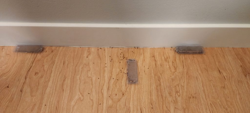 Small ants on a floor beside unbranded containers.