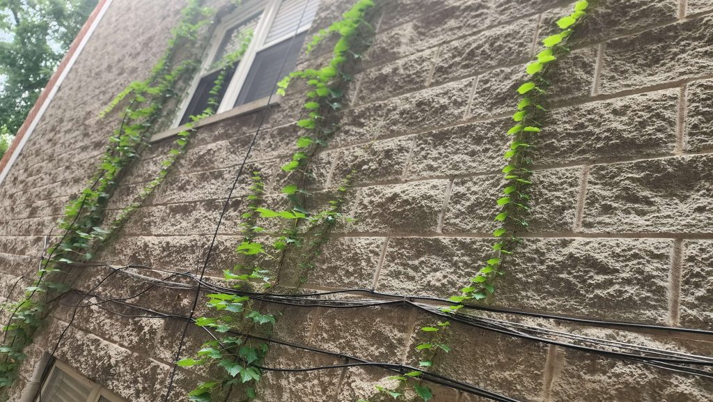 Vegetation and cables beside a stone wall and window.