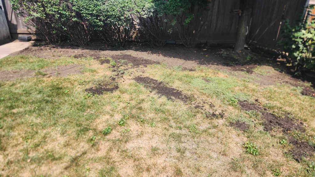 Lincolnwood backyard with extensive disturbed ground during multi-property rat control