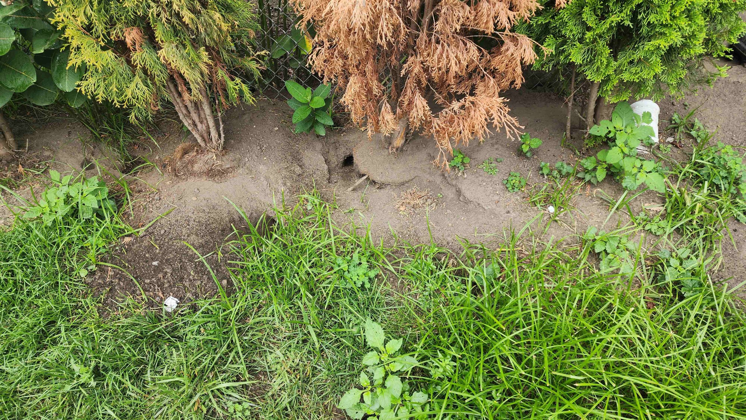 Rear shrub and fence line with exposed ground at a Lincolnwood property
