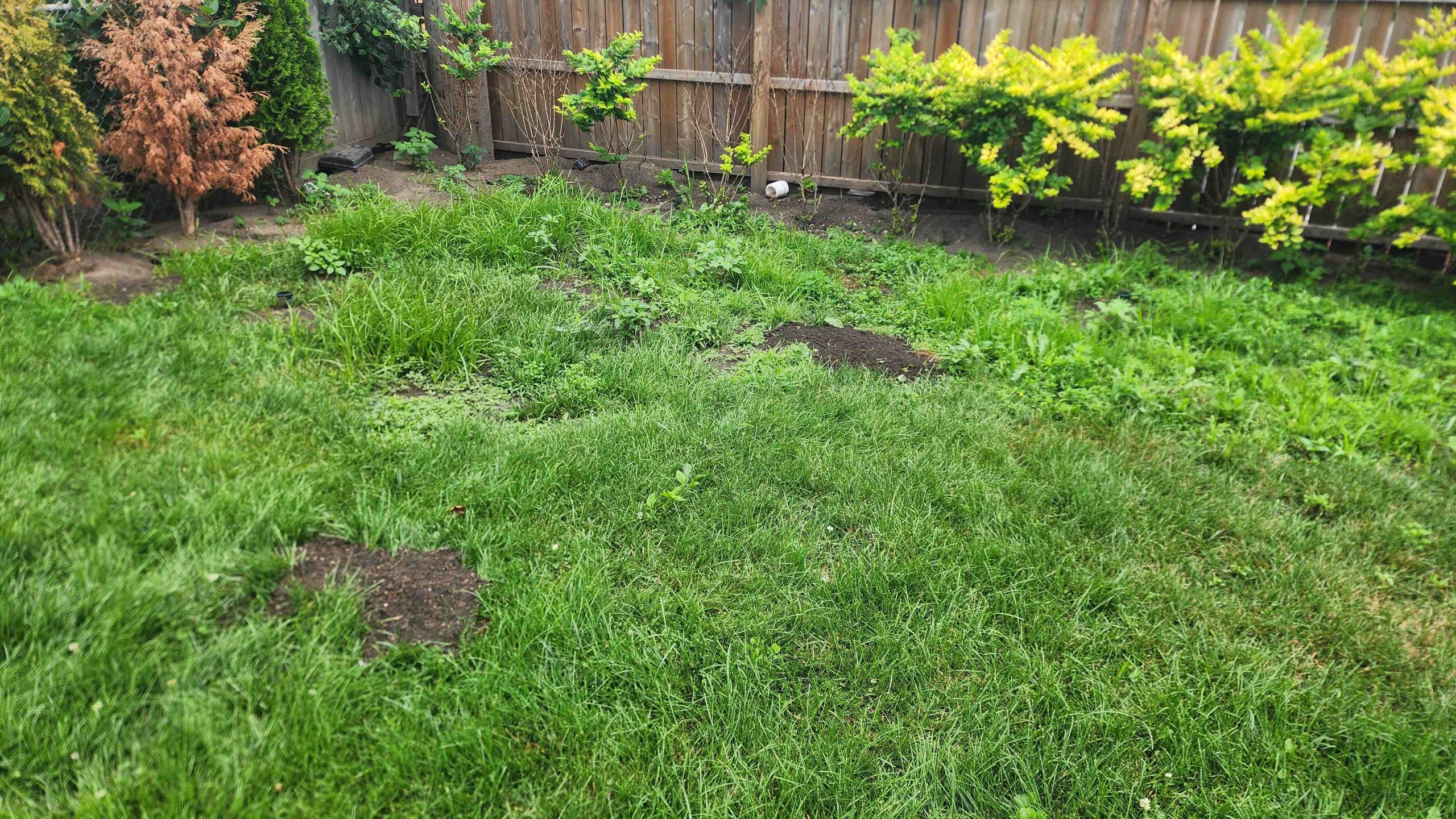 Lincolnwood backyard with exposed soil and disturbed ground during exterior rat control