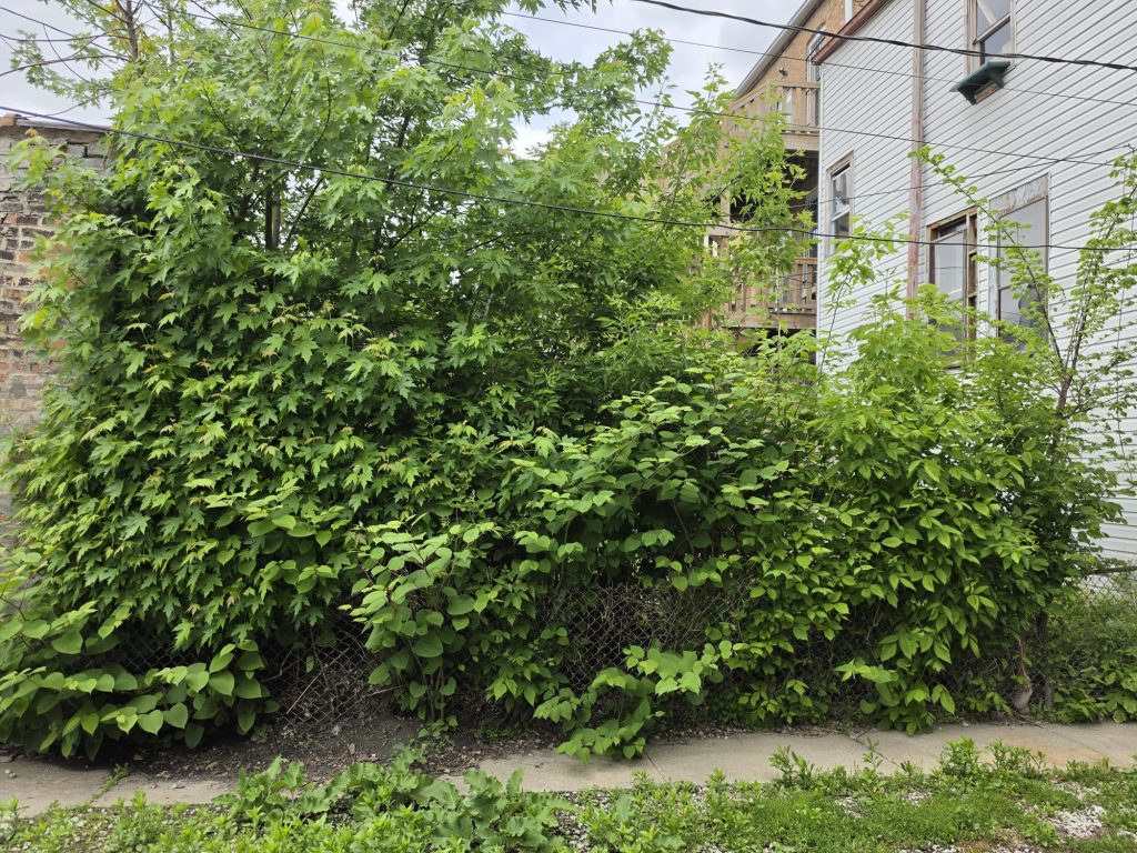 Vegetation beside a fence and neighboring building.