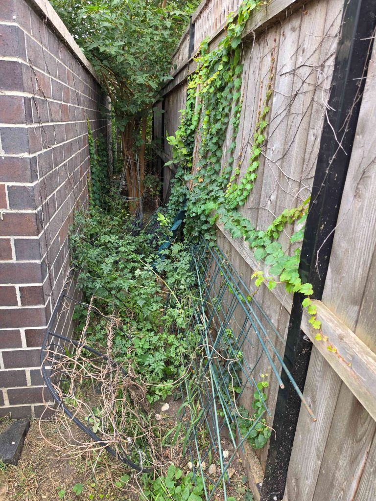 Vegetation in a narrow space between a brick wall and wooden fence.