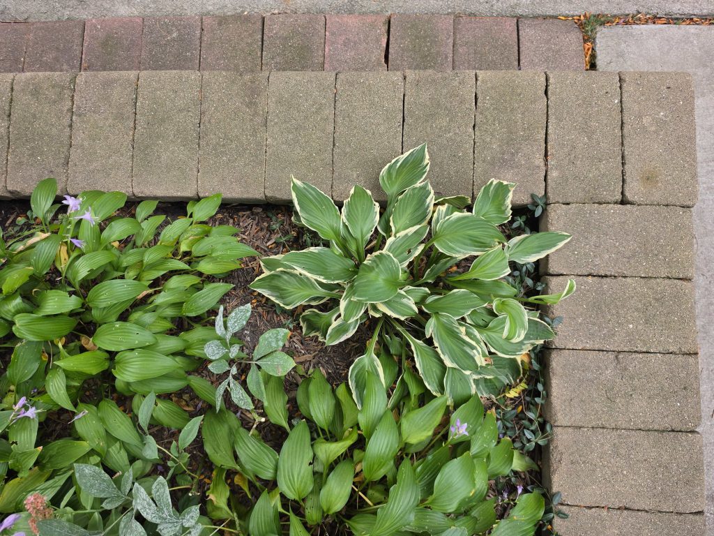 Soil and hosta plants in a front planting bed.